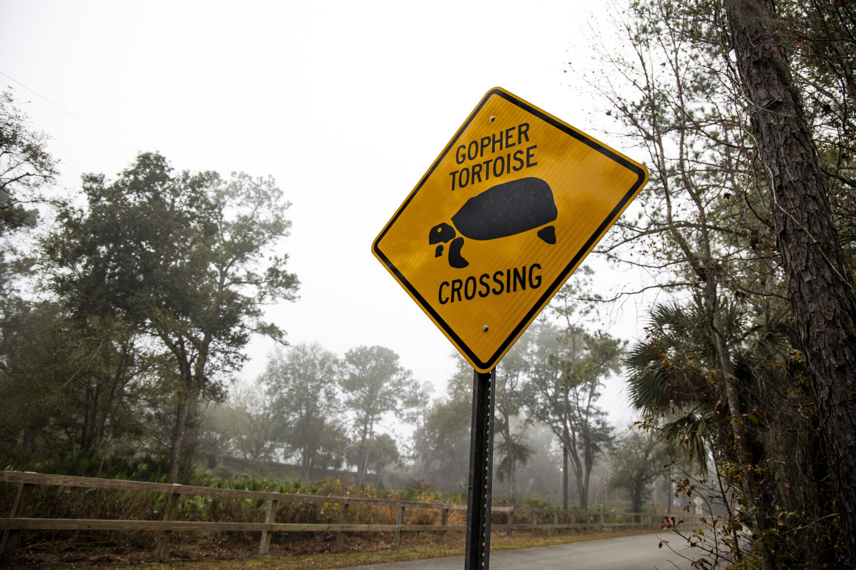 Gopher tortoises are among the natural inhabitants of Spring Hammock Preserve in Seminole County on Wednesday, Feb. 10, 2021.